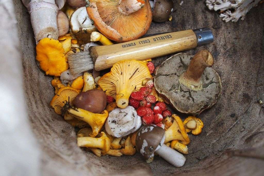 Functional mushrooms