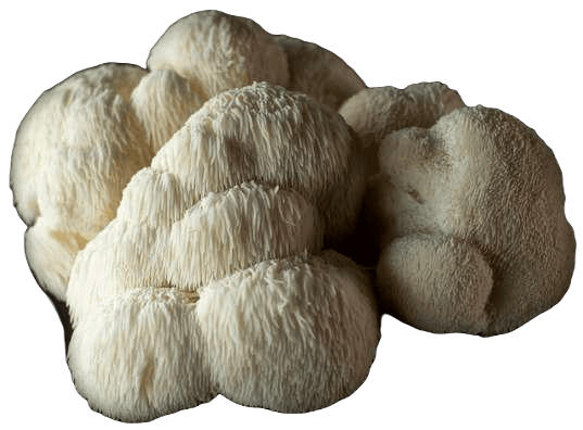 Main ingredient in Myco Focus