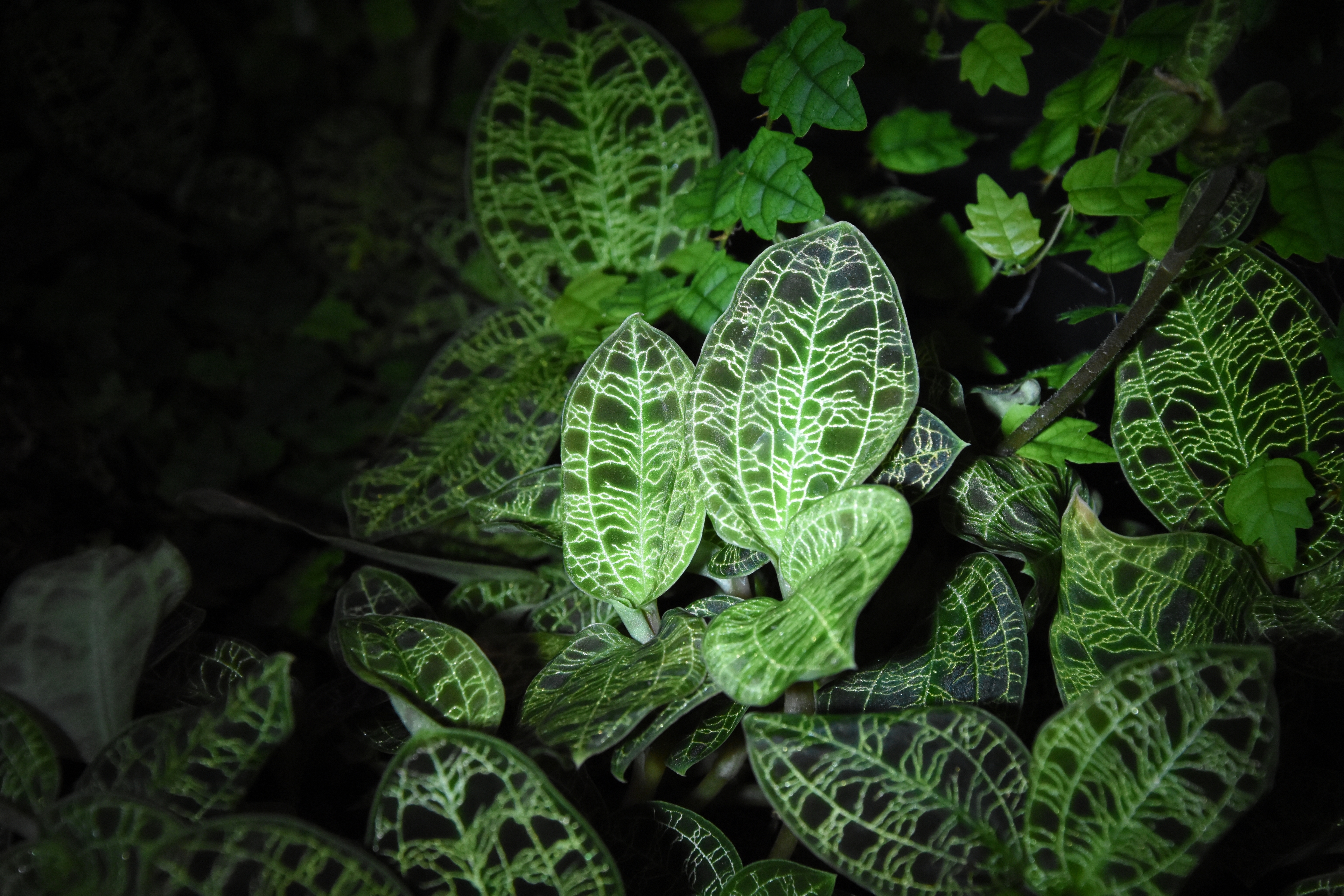 Natural ingredients background